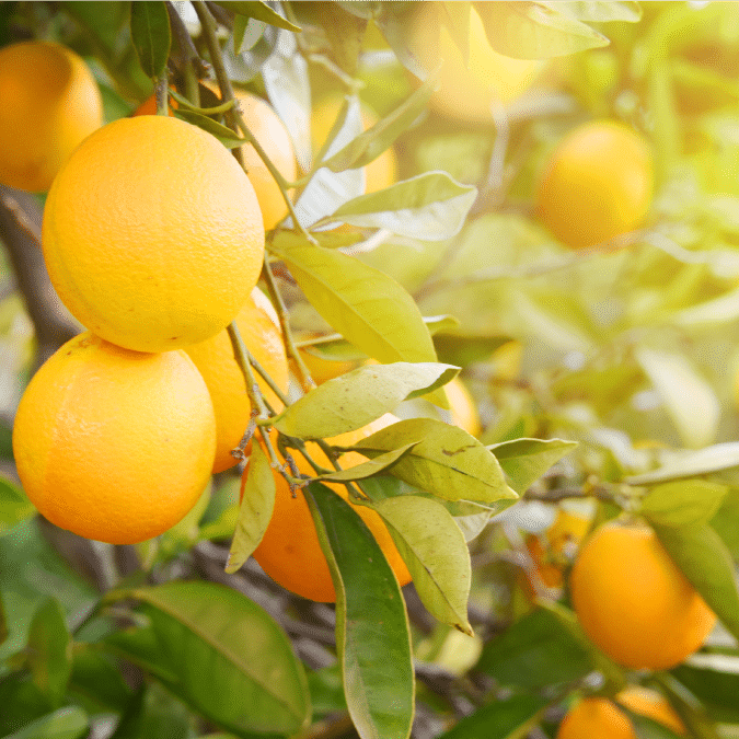 Close-up of ripe oranges hanging on a tree with green leaves, bathed in warm sunlight—perfect imagery for showcasing top-quality produce in your distribution consulting portfolio.