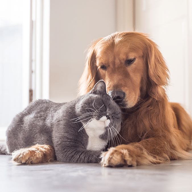 A golden retriever gently rests its head on a gray and white cat, both lying on the floor indoors. The cat appears content, and soft natural light fills the cozy scene.