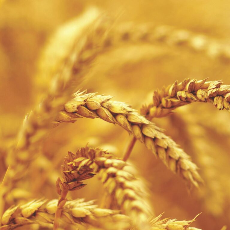 Close-up of golden wheat stalks in a field, with soft focus and warm lighting highlighting the grains and creating a rich, yellow-brown background.