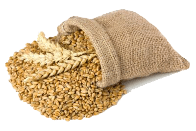 A burlap sack spilling wheat grains and wheat stalks onto a white surface, symbolizing growth and abundance—much like the benefits of expert Dynamics 365 Consulting.