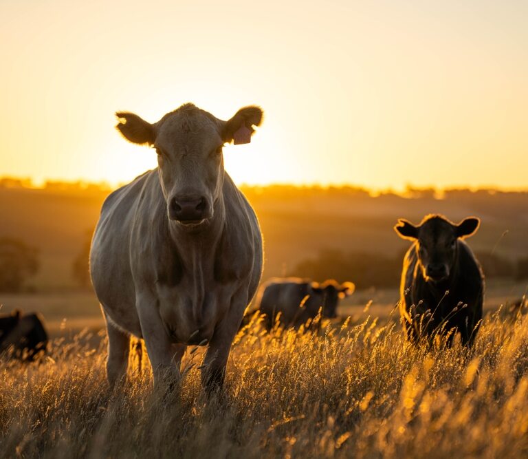 A group of cows stand in a grassy field at sunset, with golden sunlight silhouetting the cow in the foreground, as the peaceful landscape evokes rural life—a classic scene often recorded for tms reference.